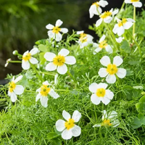 Ranunculus aquatilis p11
