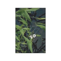 Sagittaria sagittifolia p9