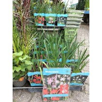 Schizostylis divers in  p18 mand