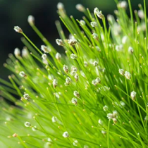 Scirpus Cernuus p11