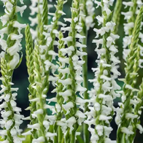 Spiranthes cernua Chadds Ford p9