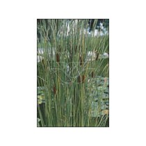 Typha angustifolia p9