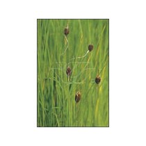 Typha minima p9