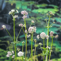 Valeriana officinalis p9