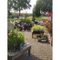  Vijverplanten nu 20% korting