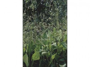Alisma Plantago aquatica p9