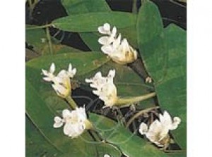 Aponogeton Distachyos 3L