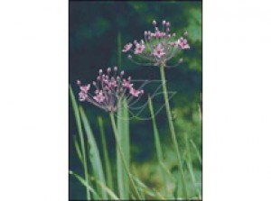 Butomus umbellatus p9