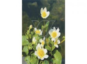 Caltha palustris alba p9