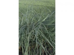 Carex panacea p9