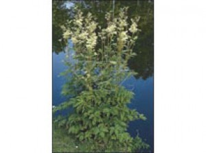Filipendula ulmaria p9