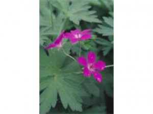 Geranium palustris p9