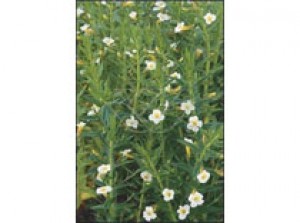 Gratiola officinalis p9
