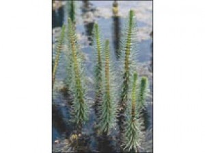 Hippuris vulgaris p11