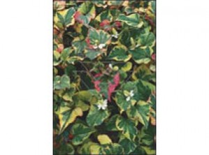 Houttunynia cordata "Chameleon"p9