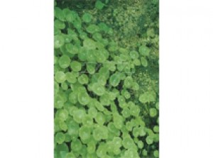 Hydrocotyle vulgaris p9