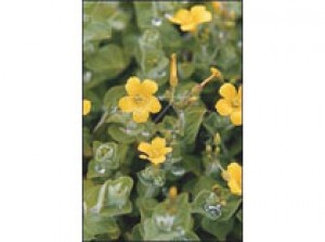 Hypericum elodes p9