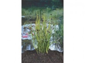 juncus encifolius p9