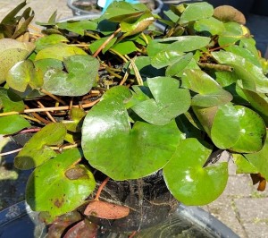 Waterlelie actie 40 cm mand