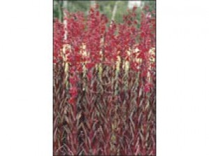 Lobelia cardinalis p9