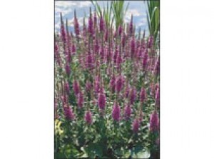 Lythrum salicaria p9