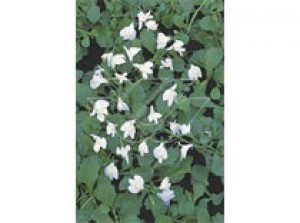 Mazus reptans wit p9