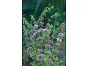 Mentha pulegium p9