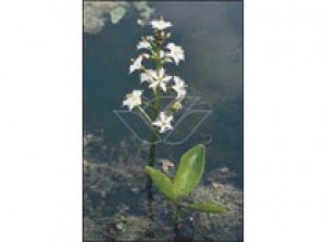 Menyanthes trifoliata p9