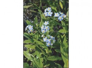 myosotis palustris p9