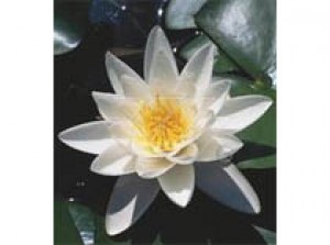 Nymphaea Alba 3L