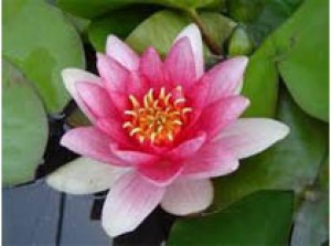 Nymphaea Attraction 3L
