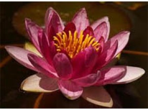 Nymphaea Charles de Meurville 3L