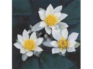 Nymphaea pygmea alba 3L