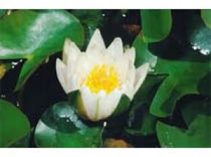 Nympaea Tetragona 3L