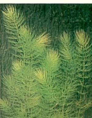 Ceratophyllum demersum,  bos