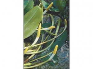Orontium aquaticum p9