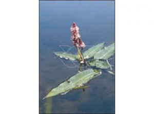 Polygonum amphibium p9