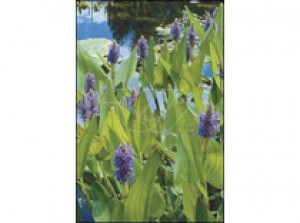 Pontederia cordata p9