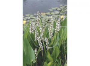 Pontederia cordata "alba" p9