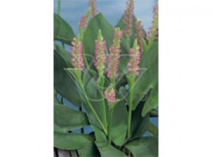 Pordata cordata "pink pons" p9