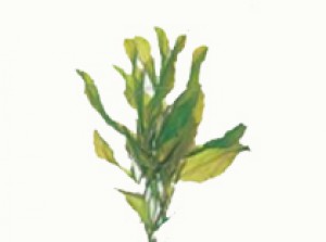 Potamogeton lucens/ glanzend fonteinkruid p9