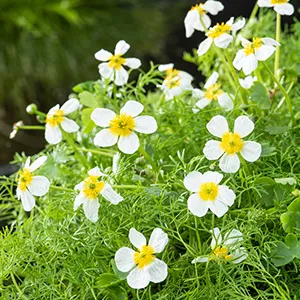 Ranunculus aquatilis p11