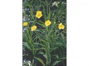 Ranunculus lingua p9