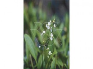 Sagittaria graminea p9