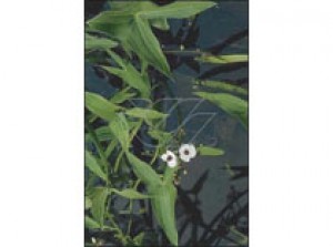 Sagittaria sagittifolia p9