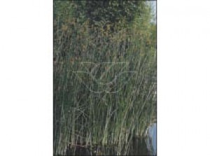 Scirpus lacustris p9