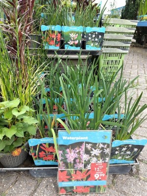 Schizostylis divers in  p18 mand