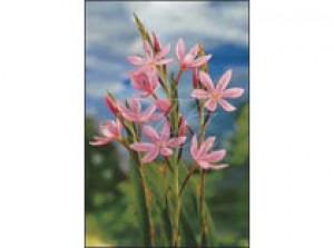 Schizostylis coc. 'mrs.Hegarty' p9