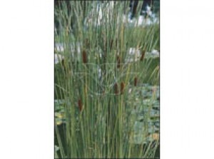 Typha angustifolia p9