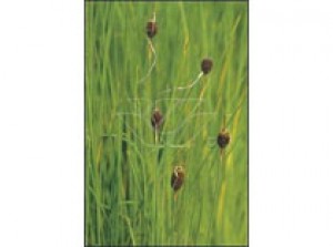Typha minima p9